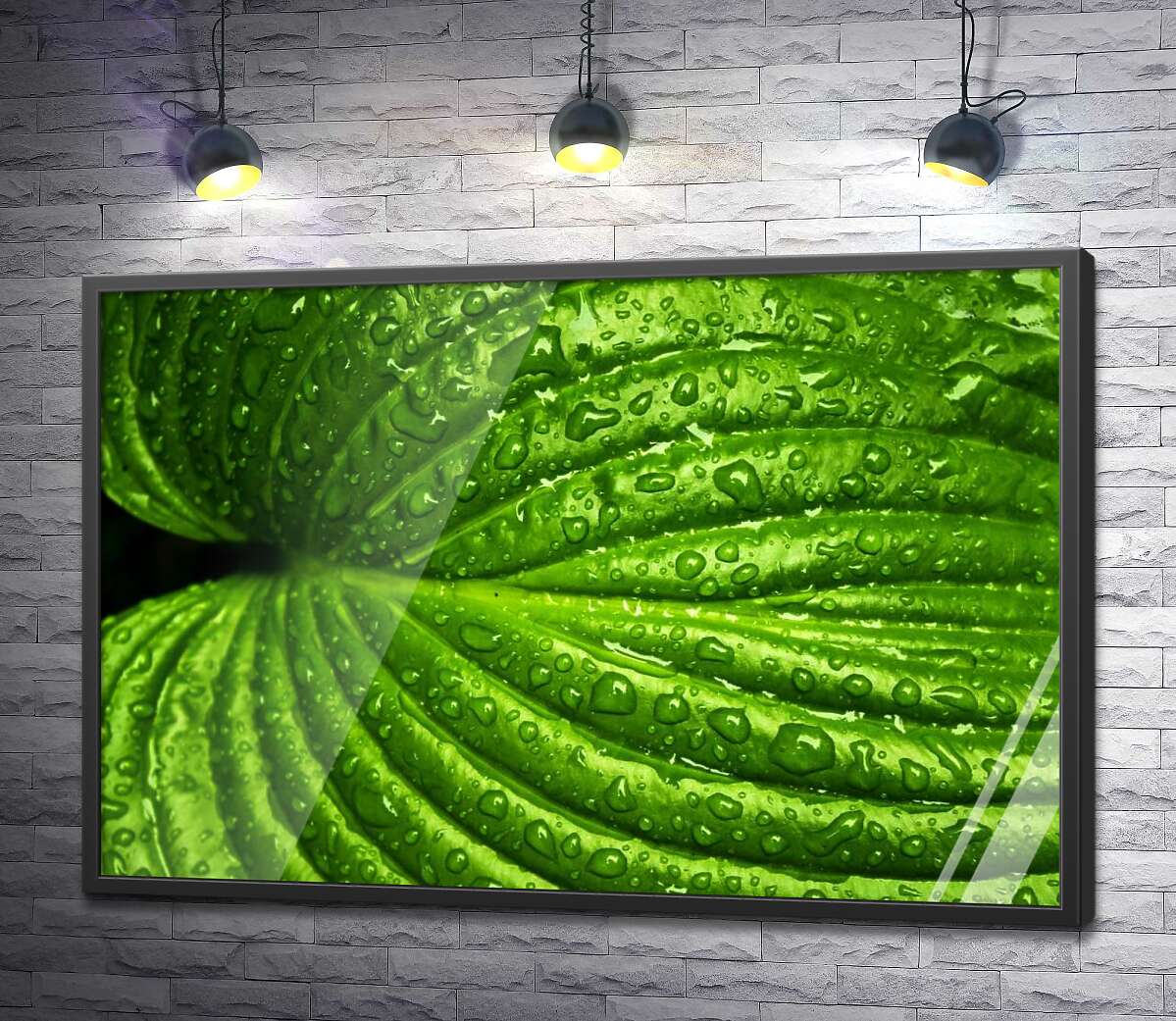 постер Яскраво-зелений тропічний листок в освіжаючих дощових краплях