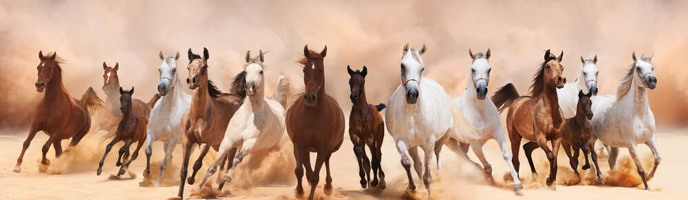 картина-постер Гнедые и белые кони грациозно скачут в табуне