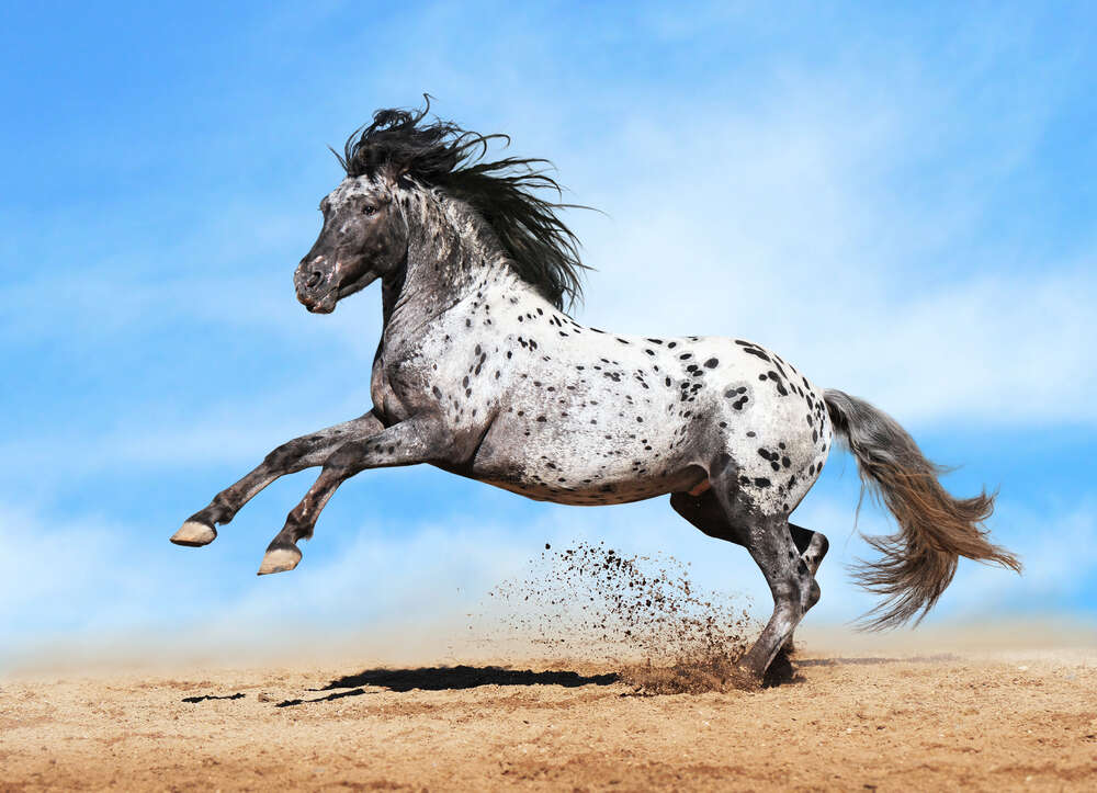 картина-постер Красивая лошадь чубарой масти становится на дыбы