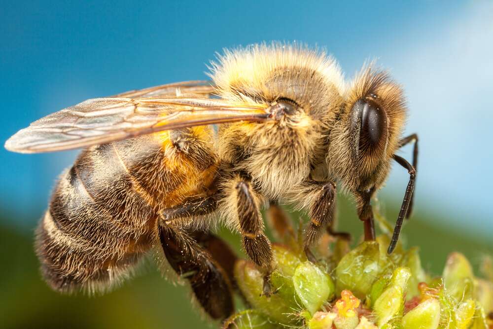 картина-постер Трудівниця бджола збирає солодкий нектар