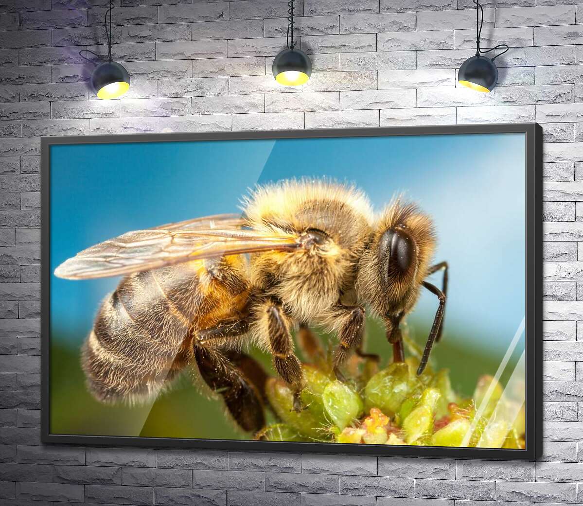 постер Трудівниця бджола збирає солодкий нектар