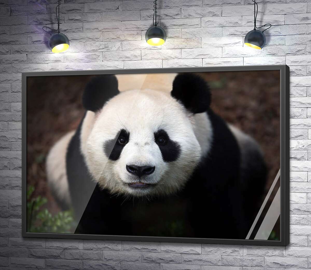 постер Внимательный взгляд милой панды