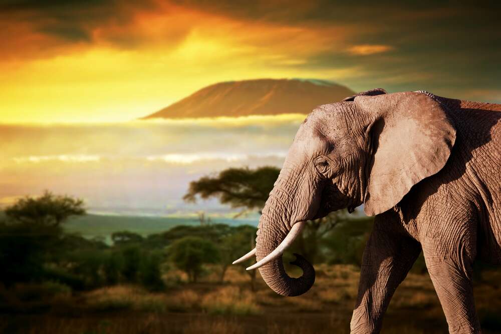 картина-постер Слон прогуливается по дороге саванны