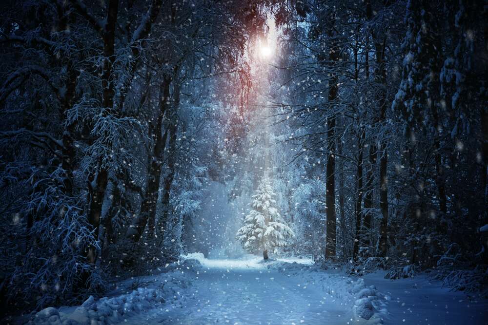 картина-постер Промінь світла падає на маленьку засніжену ялинку у вечірньому лісі