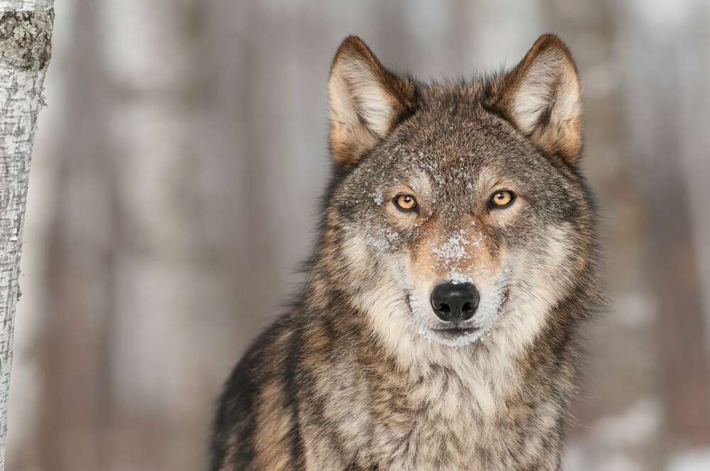 картина-постер Настороженный взгляд хищного волка