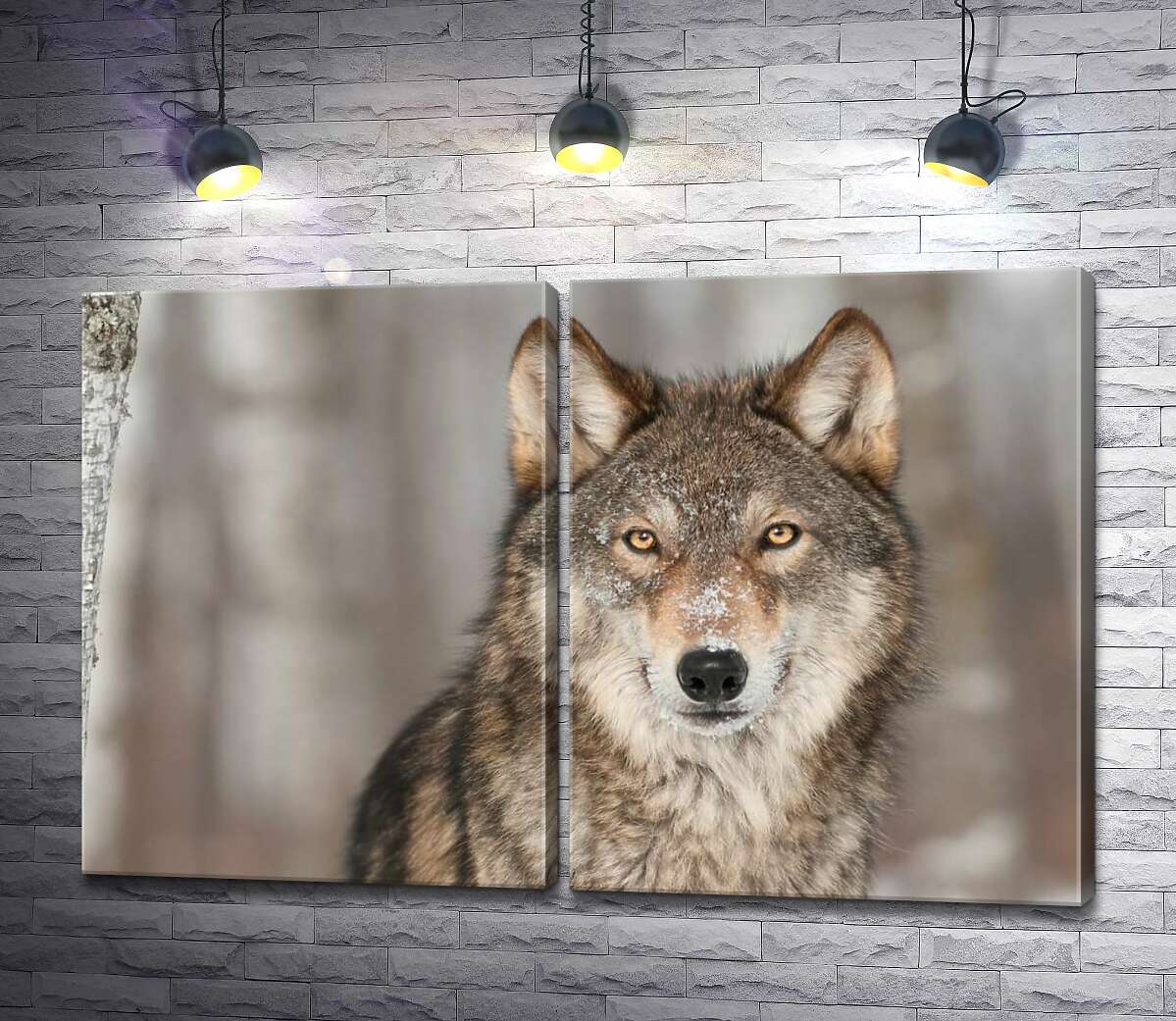 модульна картина Насторожений погляд хижого вовка