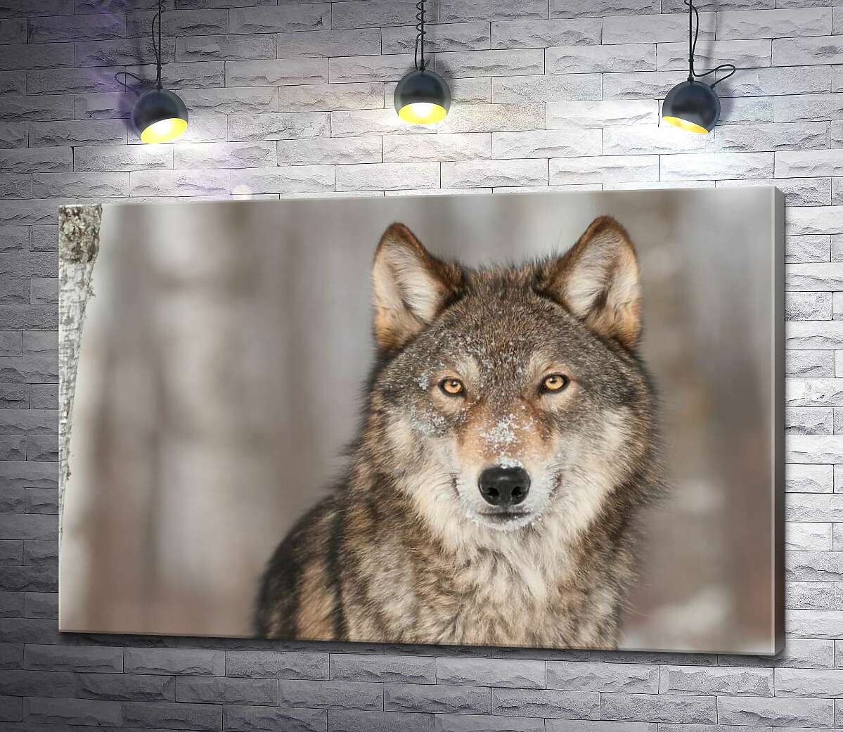 картина Настороженный взгляд хищного волка