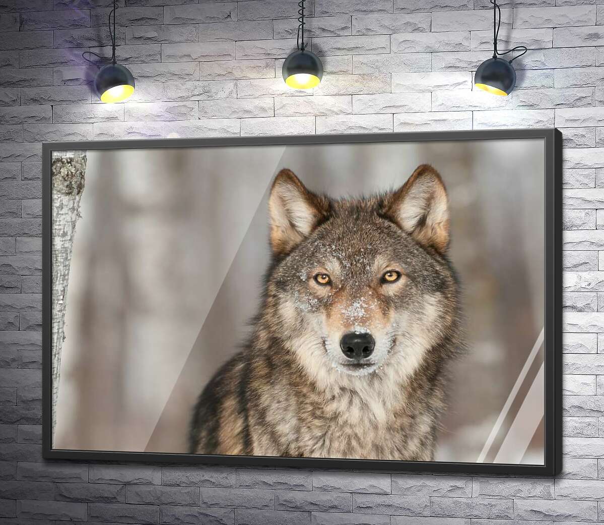 постер Насторожений погляд хижого вовка