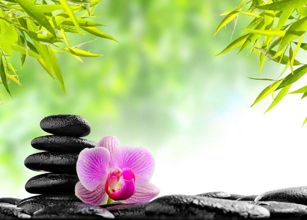картина-постер Плоские поверхности камней, украшенные цветком орхидеи, среди деревьев бамбука