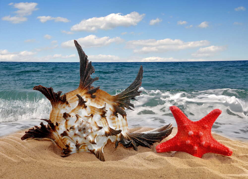 картина-постер Нежная ракушка, с острыми концами, и красная морская звезда зарылись в пляжный песок