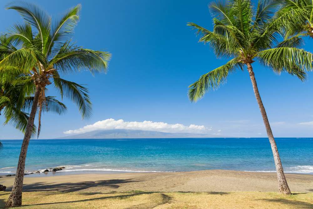 картина-постер Зеленые кисточки пальм греются под пляжным гавайским солнцем