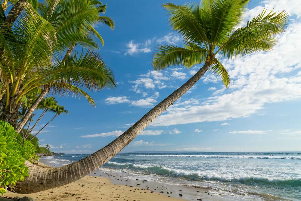 картина-постер Наклоненный ствол пальмы свисает над морскими волнами