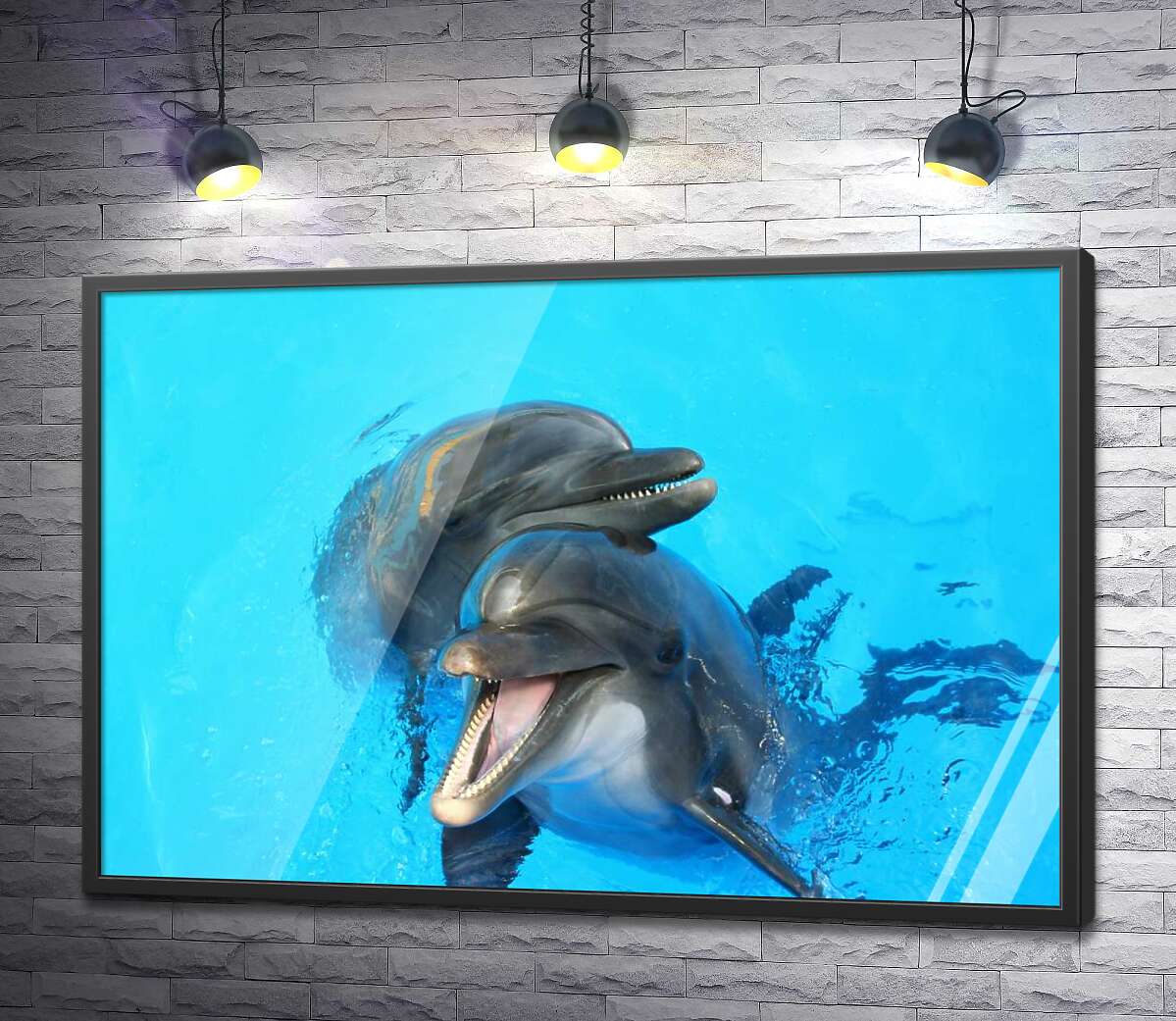 постер Два дельфіна визирають із блакиті води