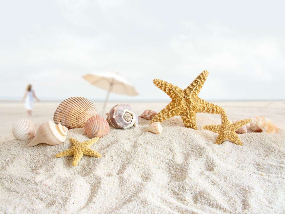 картина-постер Нежный набор ракушек и морских звезд лежит на мягком пляжном песке