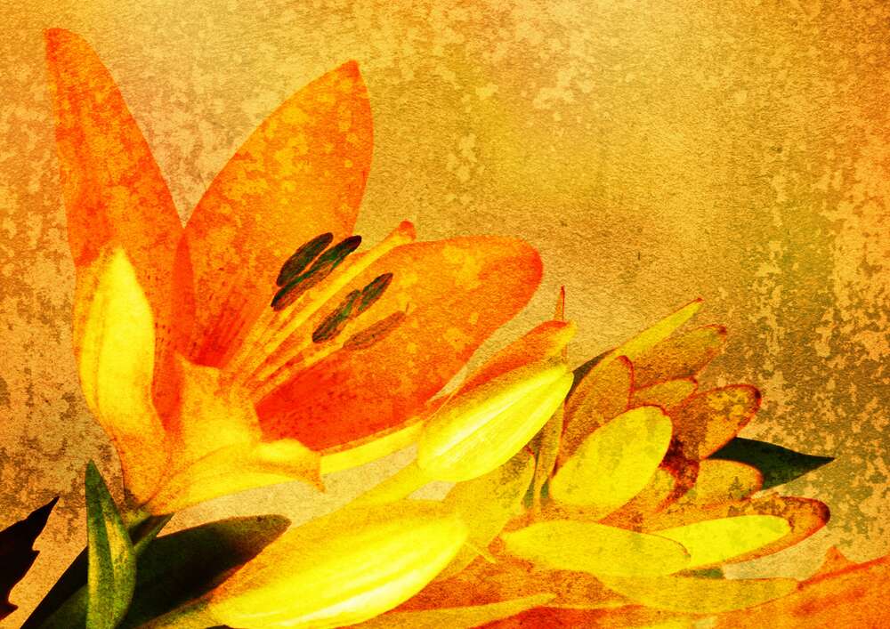 картина-постер Оранжево-желтые оттенки на лепестках лилий