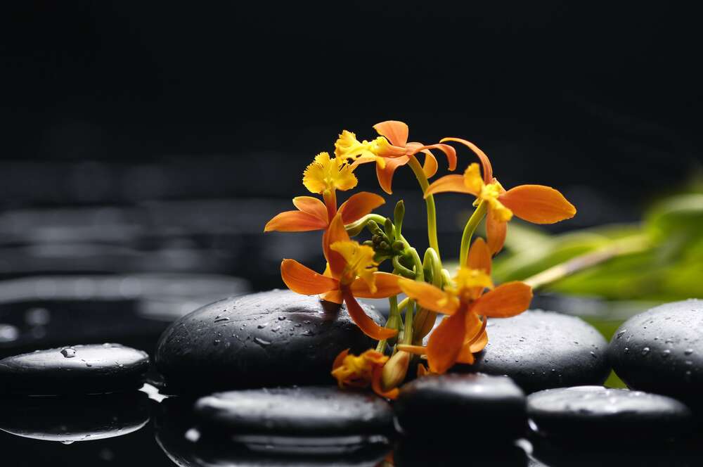 картина-постер Маленькі помаранчеві квіти пробиваються між чорним камінням