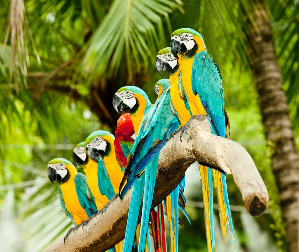 картина-постер Цветной узор из попугаев ара, которые отдыхают на ветке