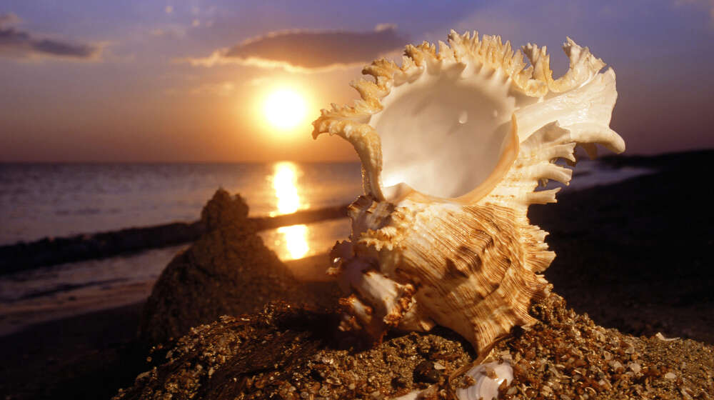 картина-постер Причудливі форми морської мушлі на фоні вечірнього пляжу