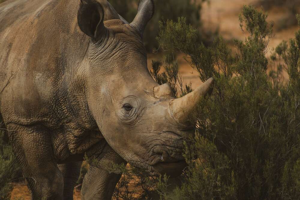 картина-постер Редкий белый носорог ест траву