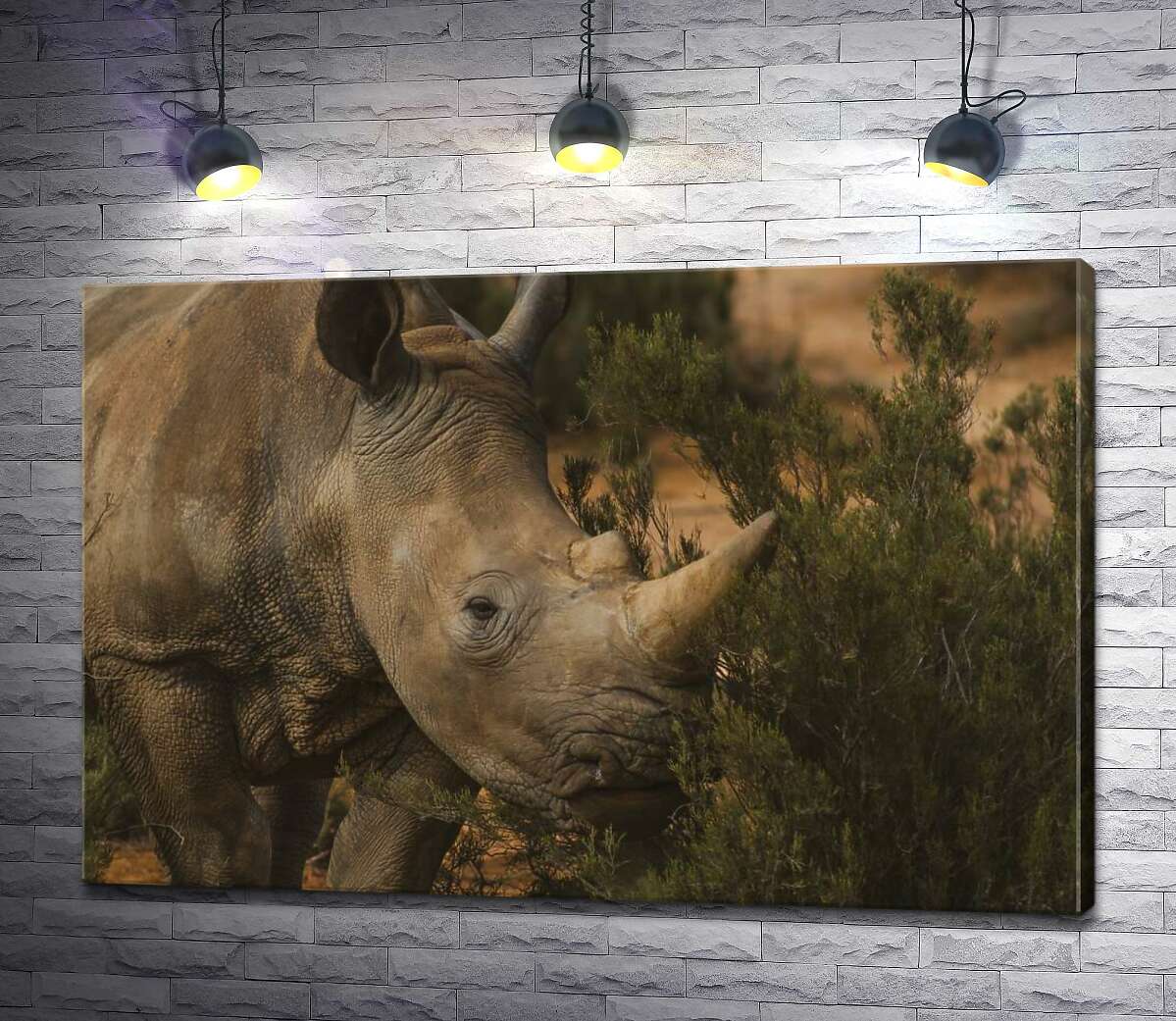 картина Редкий белый носорог ест траву