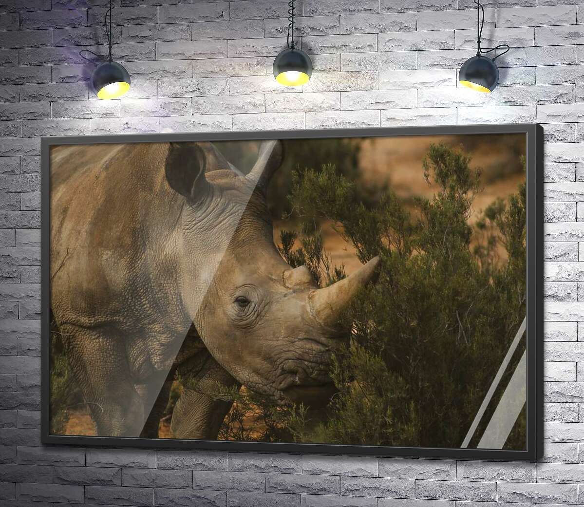 постер Редкий белый носорог ест траву