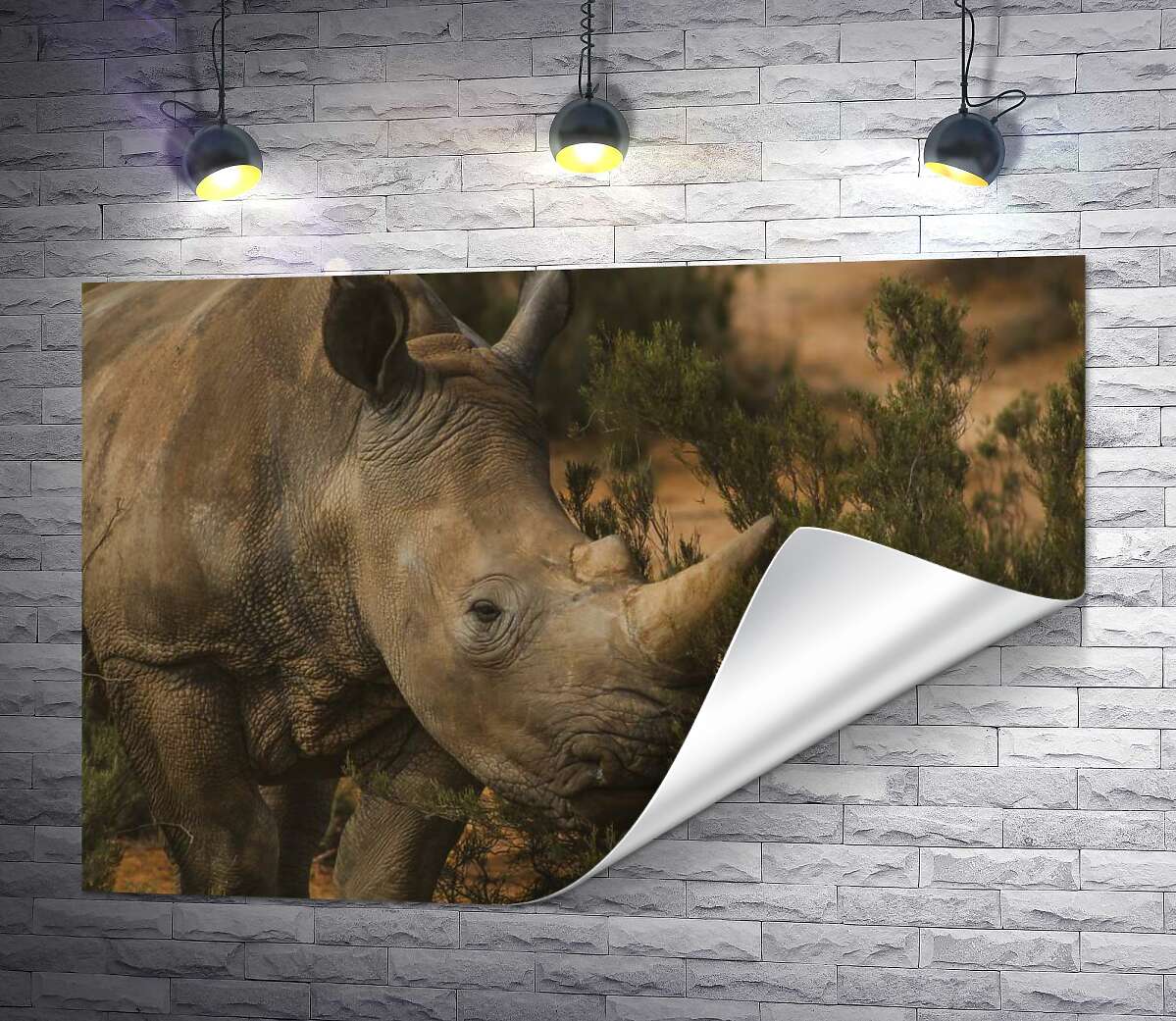 печать Редкий белый носорог ест траву