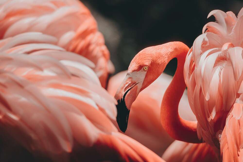 картина-постер Розовые облака из оперения фламинго