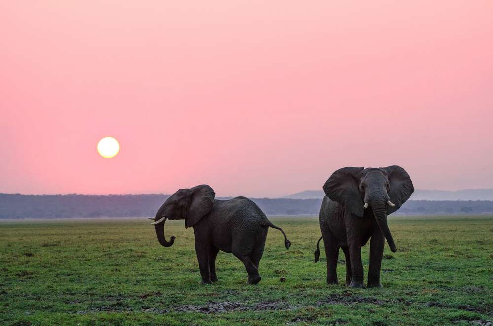 картина-постер Маленькие слоны гуляют по зеленой равнине