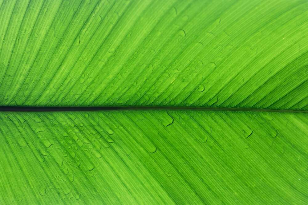 картина-постер Росянистая свежесть тропического листа