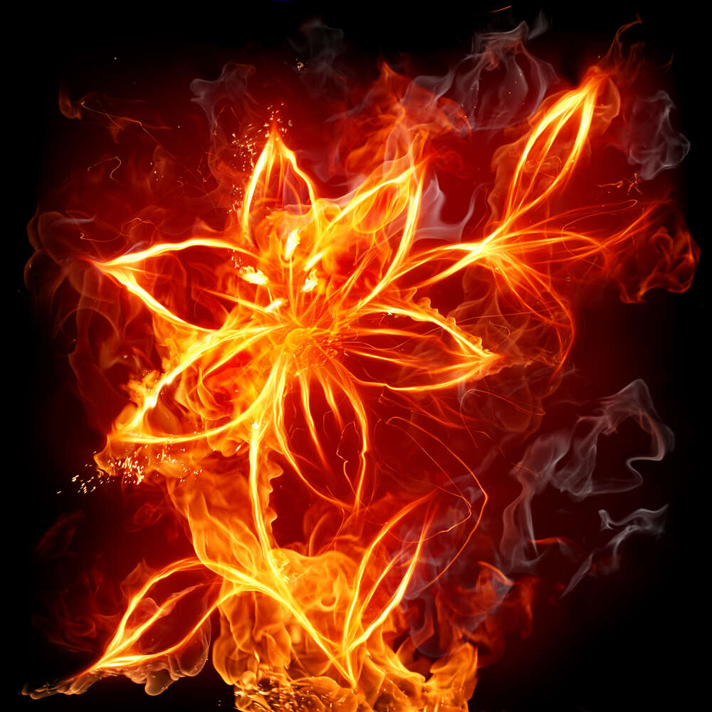картина-постер Тонкие лепестки пламенной лилии