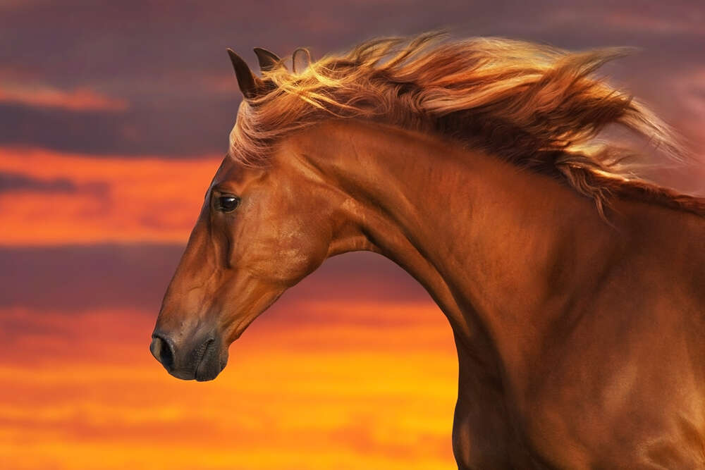 картина-постер Рыжая грива гнедого коня развевается на ветру