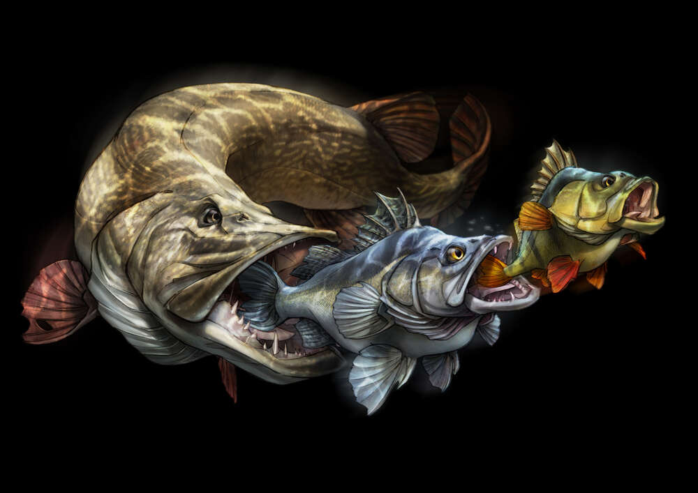 картина-постер Цепь питания рыб на постере к программе "Savage Gear Fish"