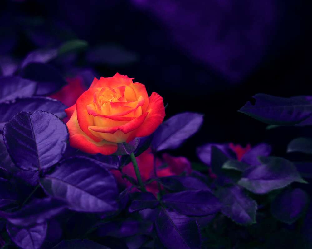 картина-постер Оранжевый цветок розы горит среди темноты пурпурных листьев