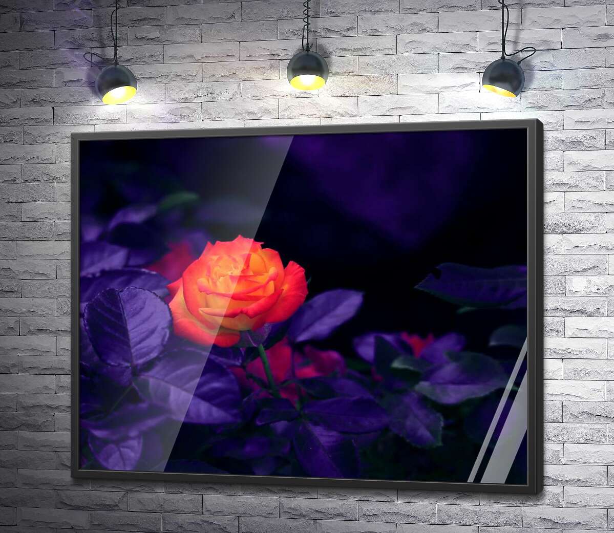 постер Помаранчева квітка троянди горить серед темноти пурпурового листя