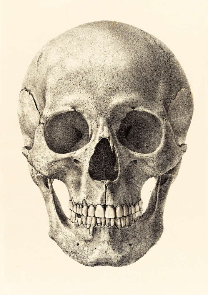 картина-постер Анатомия в деталях: череп человека