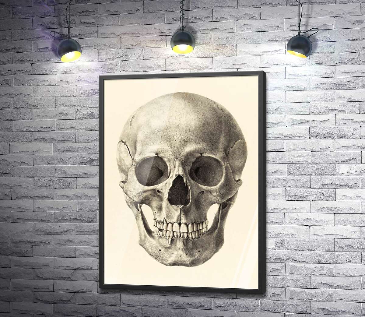 постер Анатомія в деталях: череп людини