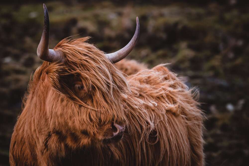 картина-постер Мягкая шерсть шотландской коровы развевается на ветру