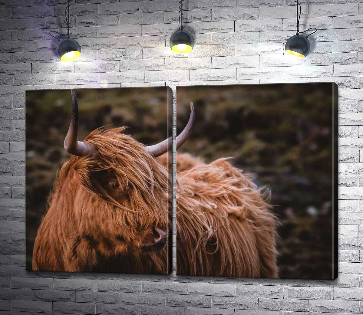 модульна картина М'яка шерсться шотландської корови розвівається на вітру