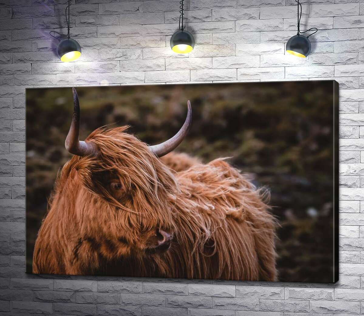 картина Мягкая шерсть шотландской коровы развевается на ветру
