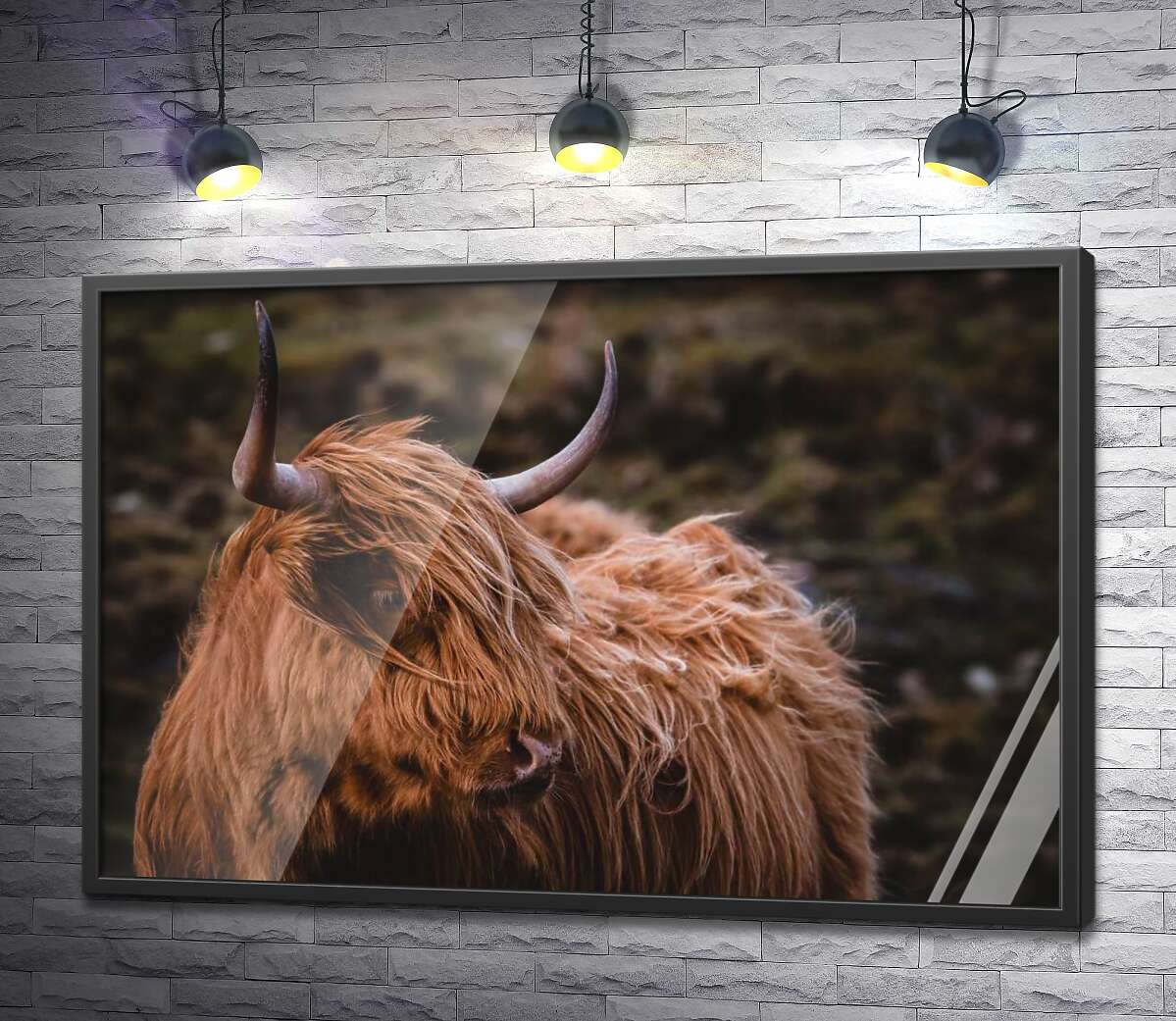 постер Мягкая шерсть шотландской коровы развевается на ветру