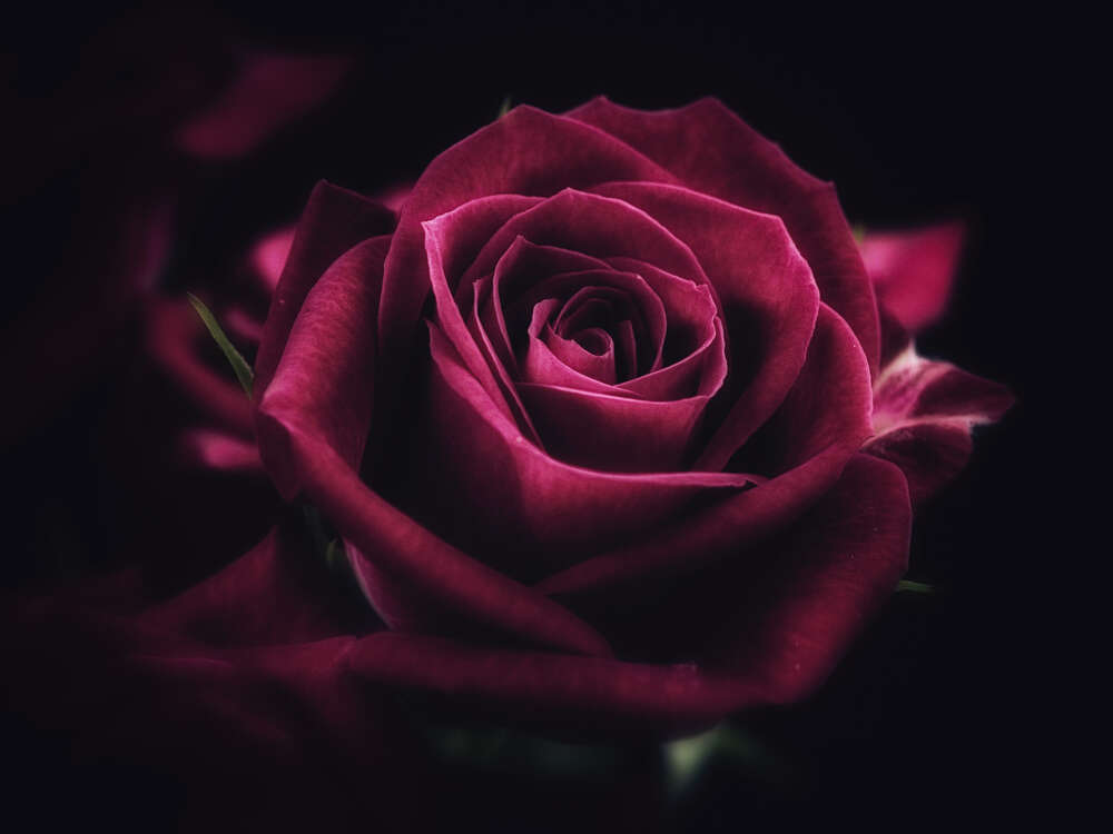 картина-постер Розкішна квітка троянди відтінка румба