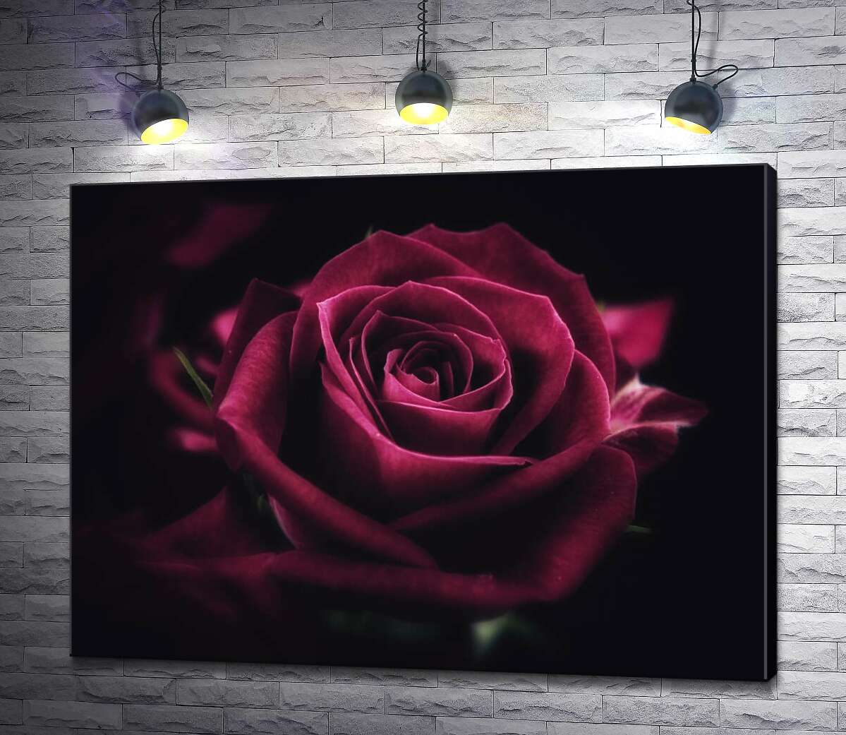 картина Роскошный цветок розы оттенка румба