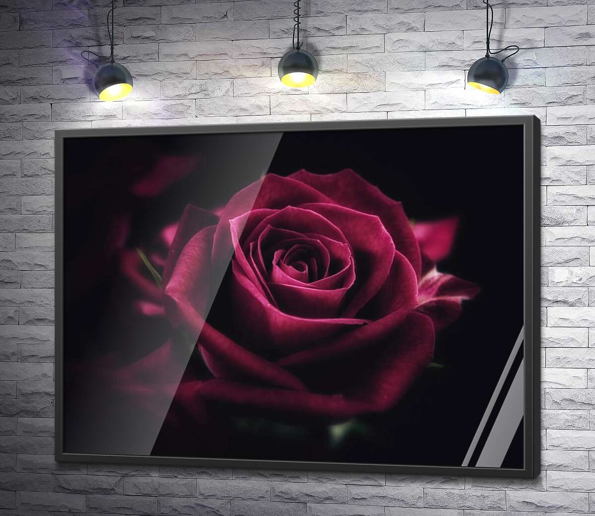 постер Розкішна квітка троянди відтінка румба