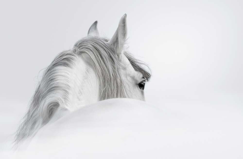 картина-постер Сива грива білосніжного коня