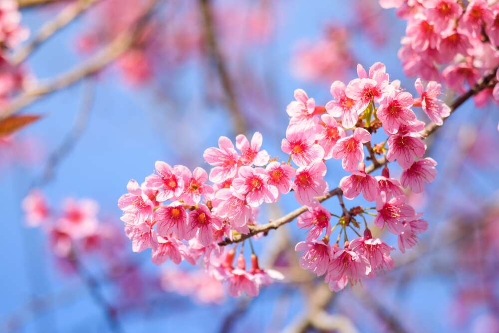 картина-постер Повітряна гілка, всіяна ніжними квітами персика