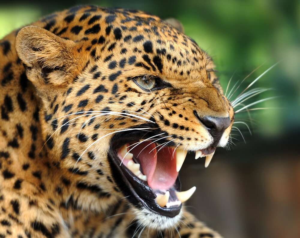 картина-постер Разъяренный ягуар скалит зубы
