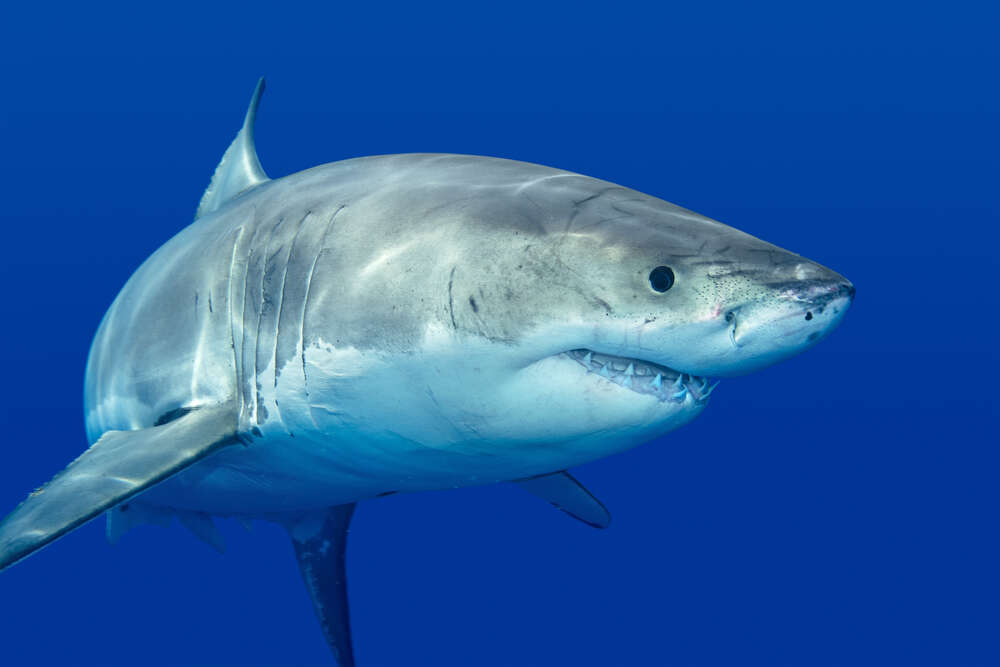 картина-постер Белая акула плавает в голубой воде