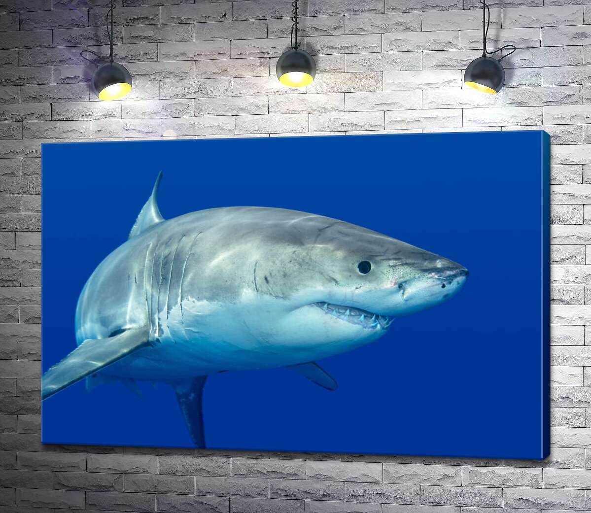 картина Біла акула плаває у блакиті води