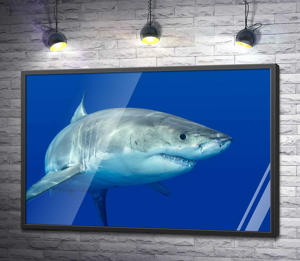 постер Белая акула плавает в голубой воде