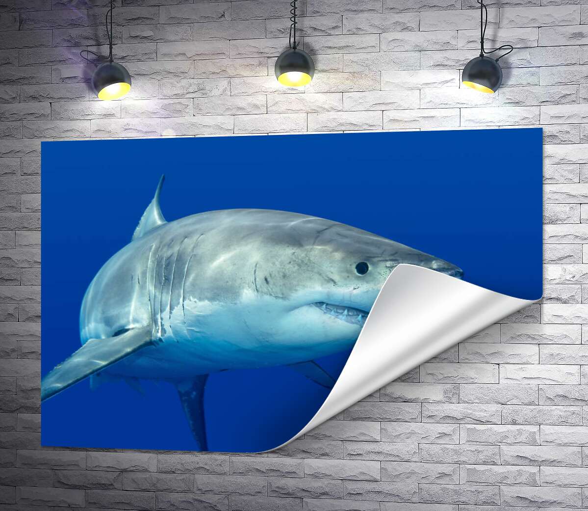печать Белая акула плавает в голубой воде